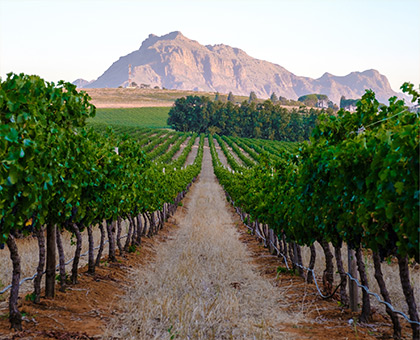 afrique-sud-vignogle