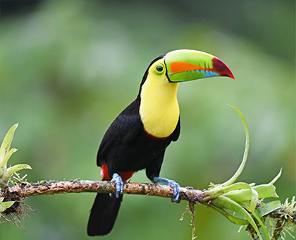 costa-rica-bird