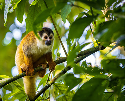 costa-rica-singe
