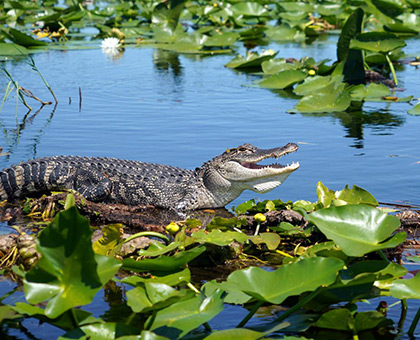 floride-crocodile
