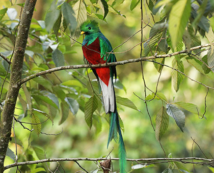 guatemala-quetzal