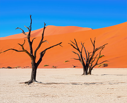 namibie-desert-arbres