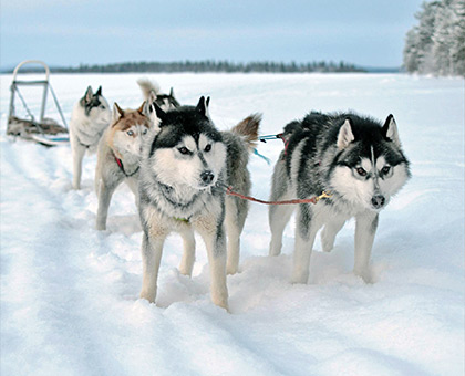 quebec-chien-traineau