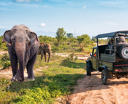 sri-lanka-elephants