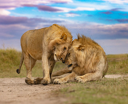 tanzanie-lions