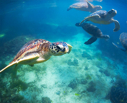 zanzibar-tortues